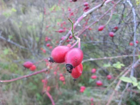 Rose hip Stock Photos