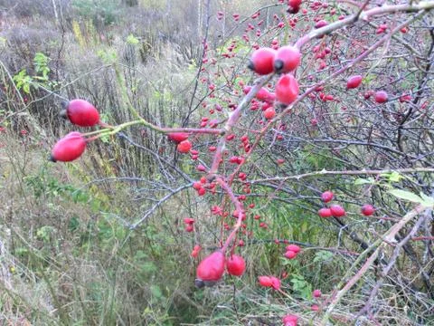 Rose hip Stock Photos