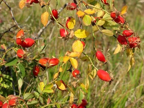 Rose hip Stock Photos