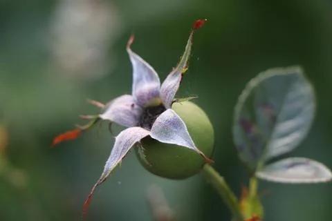 Rose hip Foto stock