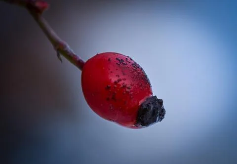 Rose hip Stock Photos