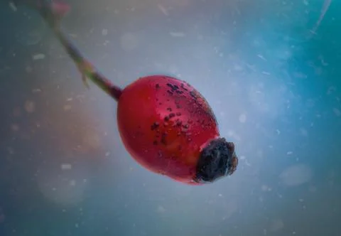 Rose hip Stock Photos