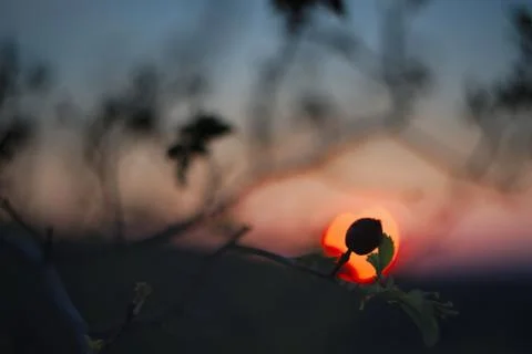 Rose Hip in Sunset Stock Photos