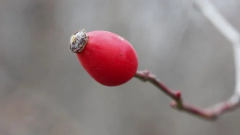Rose hip swayed by the wind close up 스톡 동영상 166561385
