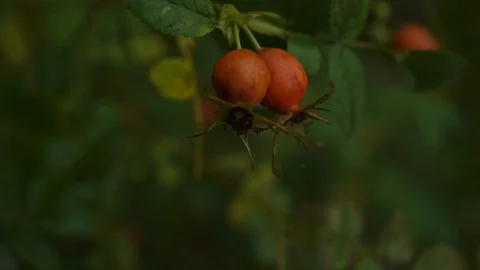 Rose hip sways in a strong wind in rainy weather Stock Footage 122276062