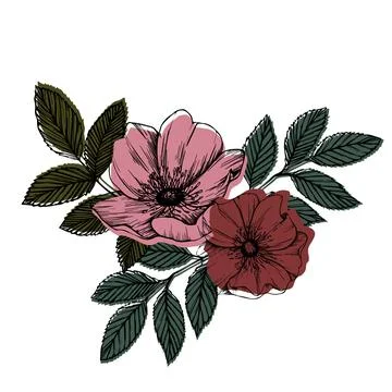 Rose hip vector composition with leaves and flowers. Wild rose, medicinal herb Stock Illustration