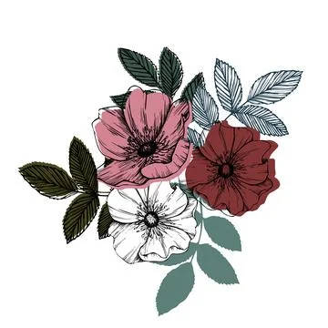 Rose hip vector composition with leaves and flowers. Wild rose, medicinal herb Stock Illustration