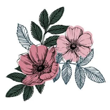 Rose hip vector composition with leaves and flowers. Wild rose, medicinal herb Stock Illustration