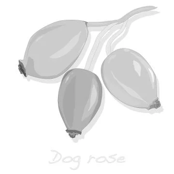 Rose hip vector isolated. Stock Illustration