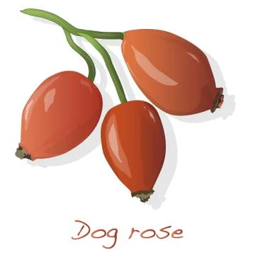 Rose hip vector isolated. Stock Illustration