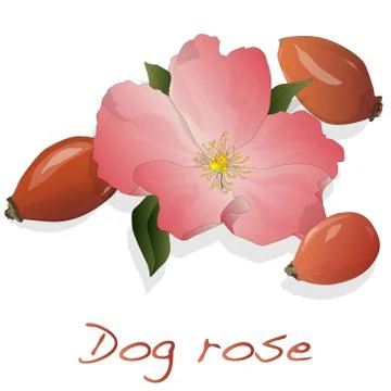 Rose hip vector isolated. Stock Illustration