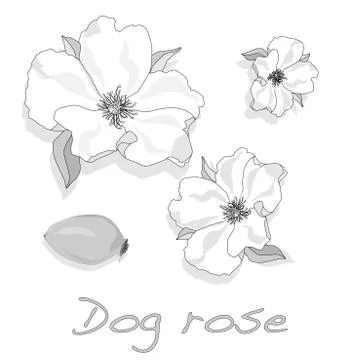 Rose hip vector isolated. Stock Illustration