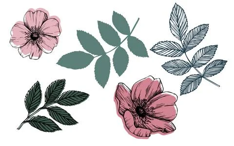 Rose hip vector set with leaves and flowers. Wild rose, medicinal herb line art Stock Illustration
