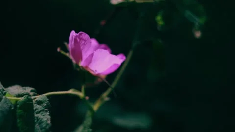 Rose hip with wasp in the forest close-up. Stock Footage 158056919