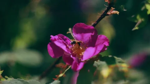 Rose hip with wasp in the forest close-up. Stock Footage 158056925