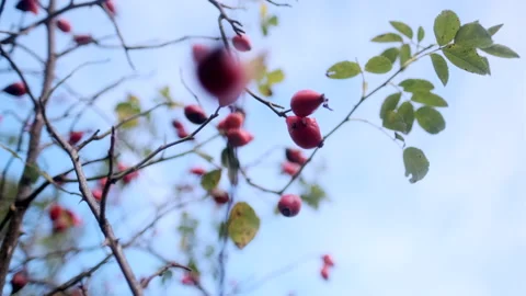 Rose Hip Wide Macro Closeup On a Blue Sky Video stock 150865871