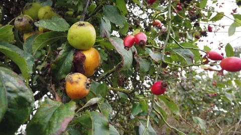 Rose hips and apples both growing on the apple tree 스톡 동영상 252049302