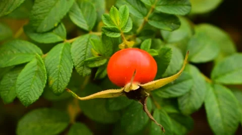 Rose hips in autumn Stock Footage