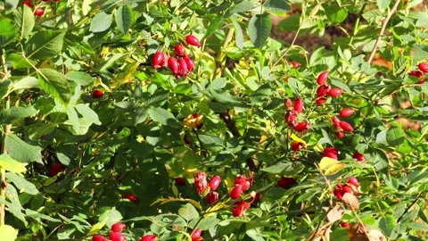 Rose hips on a branch Stock Footage 216531444