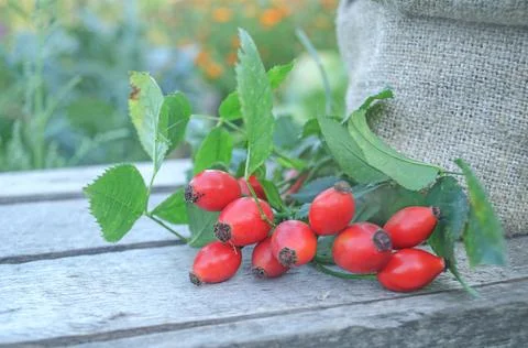 Rose hips branch. Group of rosehip. Rose hips close up. Fresh raw berries wit Stock Photos