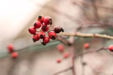Rose hips on a branch Stock Photos