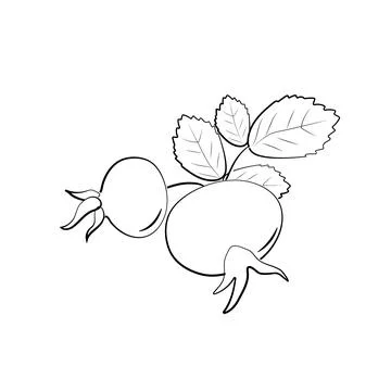 Rose hips branch. Vector ripe fruits. Rosehip or hawthorn harvest Stock Illustration