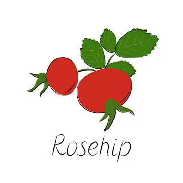 Rose hips branch. Vector ripe fruits. Rosehip or hawthorn harvest Stock Illustration