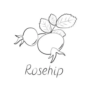 Rose hips branch. Vector ripe fruits. Rosehip or hawthorn harvest Stock Illustration