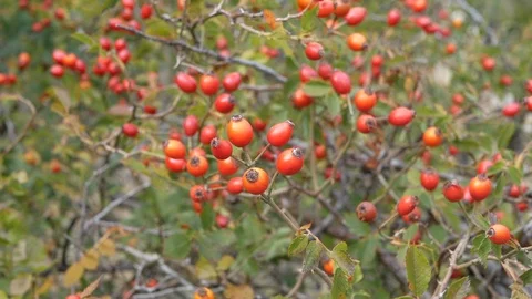 Rose hips on branches in autumn Stock-Footage 121585529