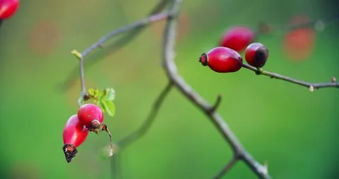 Rose hips on the branches of a plant Vídeos de archivo 119088371