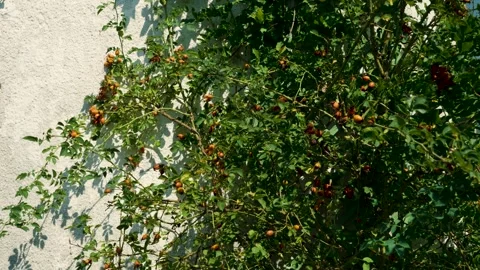 Rose hips buds on a bush in the sun Stock Footage 282679775