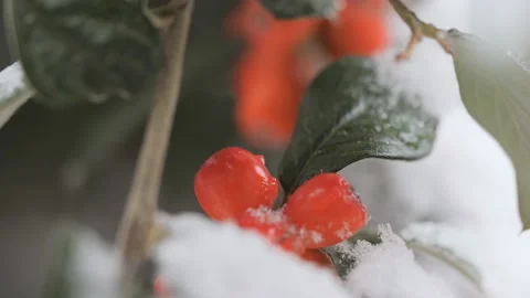 Rose hips buried in snow. Stock Footage 226073728