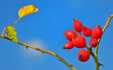Rose hips from the bushes Stock Photos