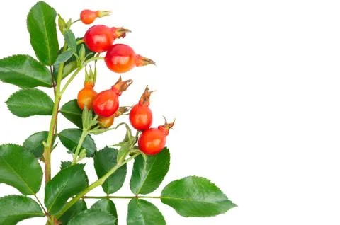 Rose hips, close-up. Stock Photos