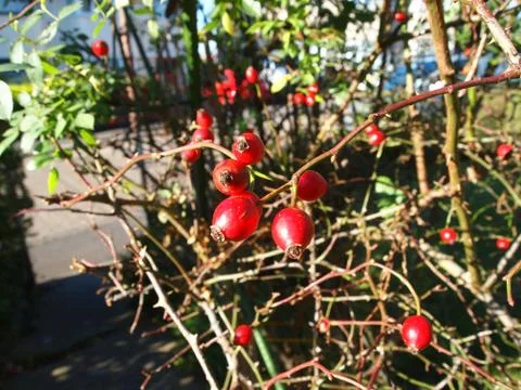 Rose Hips Close Up 写真素材