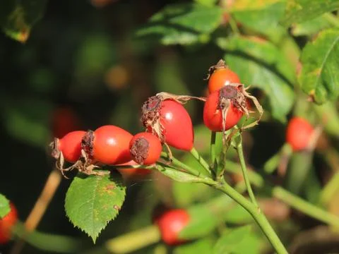 Rose hips close up Stock Photos