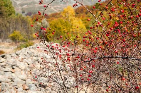 Rose hips closeup Stock Photos