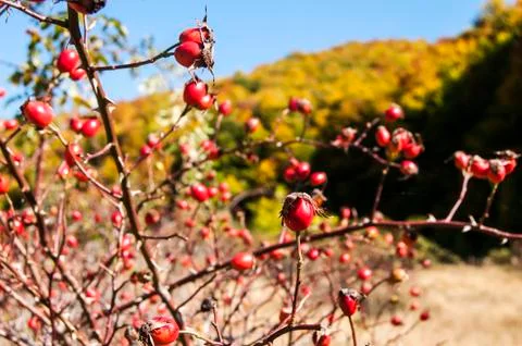 Rose hips closeup Stock Photos