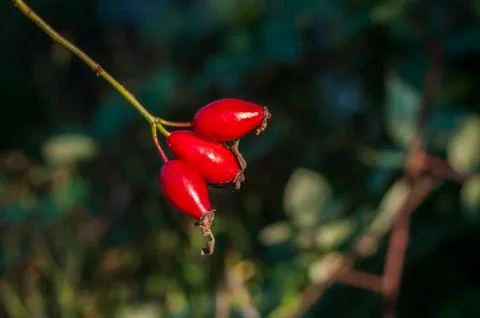 Rose hips closeup Stock Photos