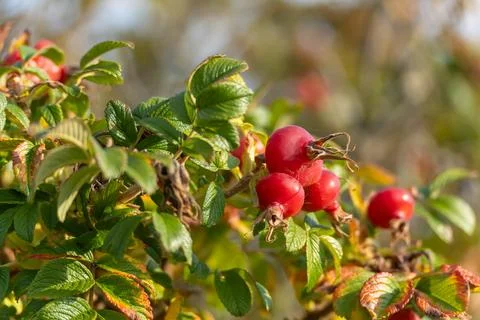 Rose hips cluster. Stock Photos