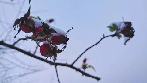 Rose hips covered with snow. Falling snow slow motion 240 fps Video stock 224733096