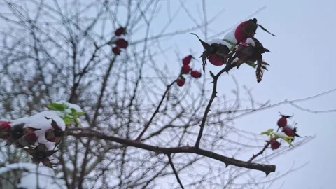 Rose hips covered with snow. Falling snow slow motion 240 fps Video stock 224733454