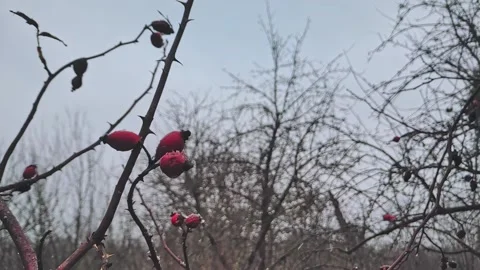 Rose hips covered with snow. Falling snow slow motion 240 fps Stock Footage 224734220