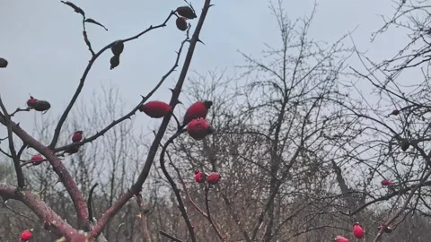 Rose hips covered with snow. Falling snow slow motion 240 fps Video stock 224735158