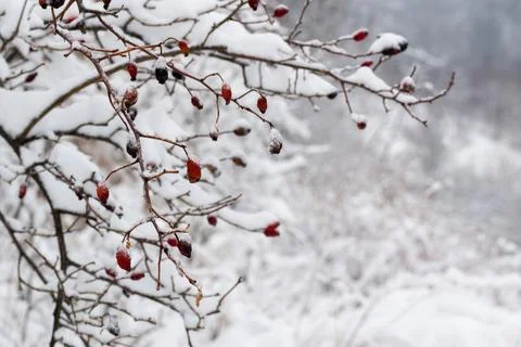 Rose hips during winter Stock Photos