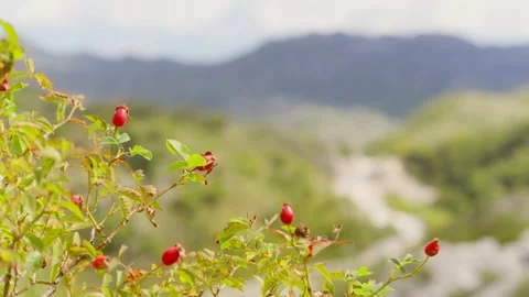 Rose hips in focus with winding mountain road and limestone slopes Stock Footage 327013524