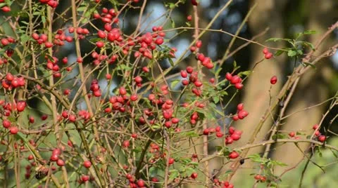 Rose hips Stock Footage 12937951