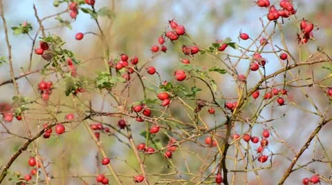 Rose hips Stock Footage 12938568