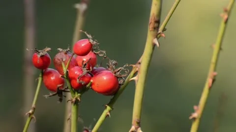 Rose hips Stock Footage 12939123