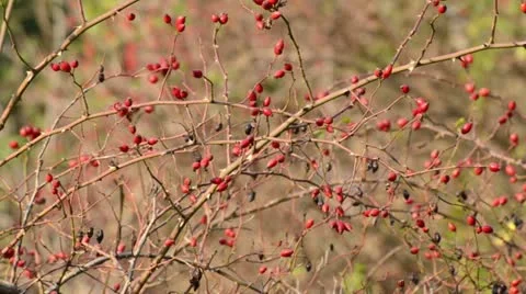 Rose hips Stock Footage 12940434
